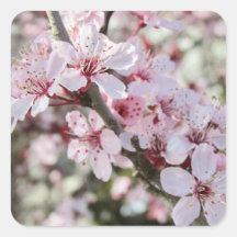 Pia Brilhante, Cola Vermelha.