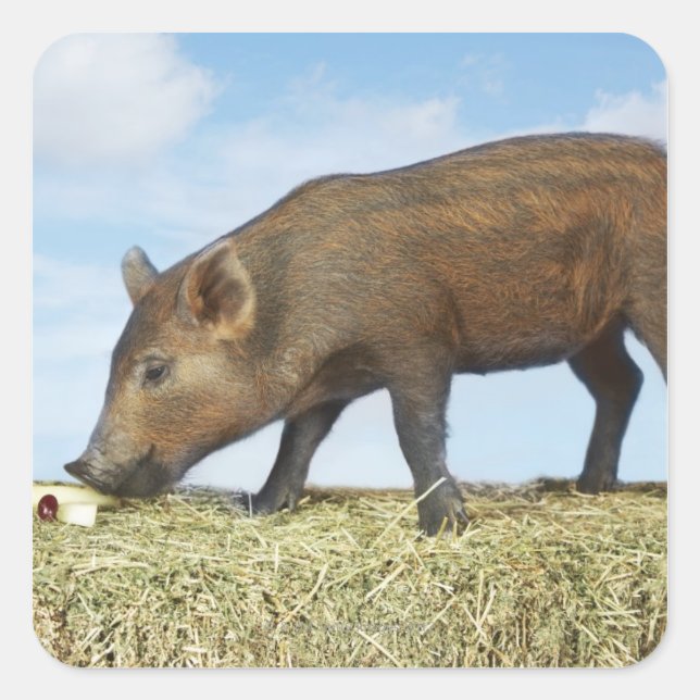 Adesivo Quadrado Piglet Eating (Frente)