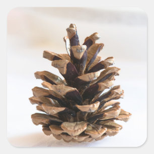 Adesivo Quadrado Pinecone