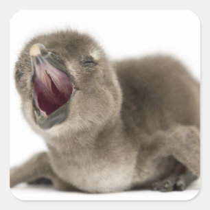 Adesivo Quadrado Pinguim africano novo - Spheniscus demersus.