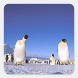 Adesivo Quadrado Pinguim   Antártida, Península Antártica