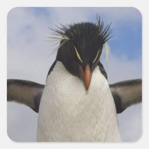 Adesivo Quadrado Pinguim-de-crista Eudyptes chrysocome