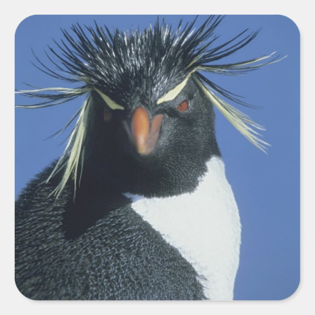 Adesivo Quadrado Pinguim-de-crista (Eudyptes chrysocome) (Frente)
