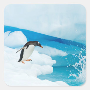 Adesivo Quadrado pinguim-gentoo, Pygoscelis Papua, saltando
