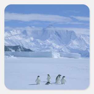 Adesivo Quadrado Pinguins-de-adélia, Pygoscelis adeliae),