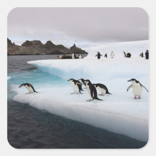 Adesivo Quadrado Pinguins-de-barbicha