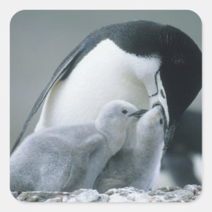 Adesivo Quadrado Pinguins-de-barbicha, Pygoscelis antarctica),