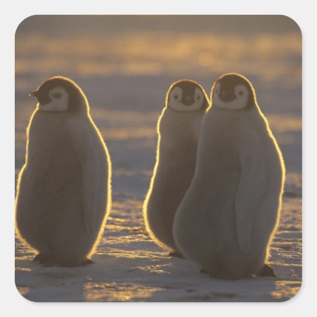 Adesivo Quadrado Pinguins-imperadores (Frente)