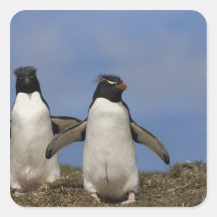Adesivo Quadrado Pinguins Saltadores Eudyptes chrysocome