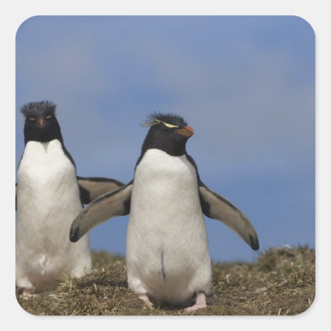 Adesivo Quadrado Pinguins Saltadores Eudyptes chrysocome (Frente)