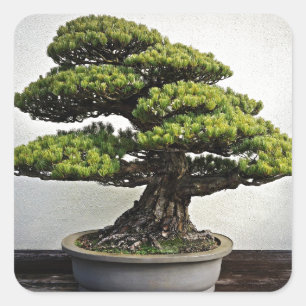 Adesivo Quadrado Pinheiro branco japonês Bonsai