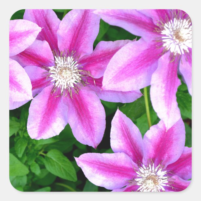 Adesivo Quadrado Pink Clematis e wilégano (Frente)