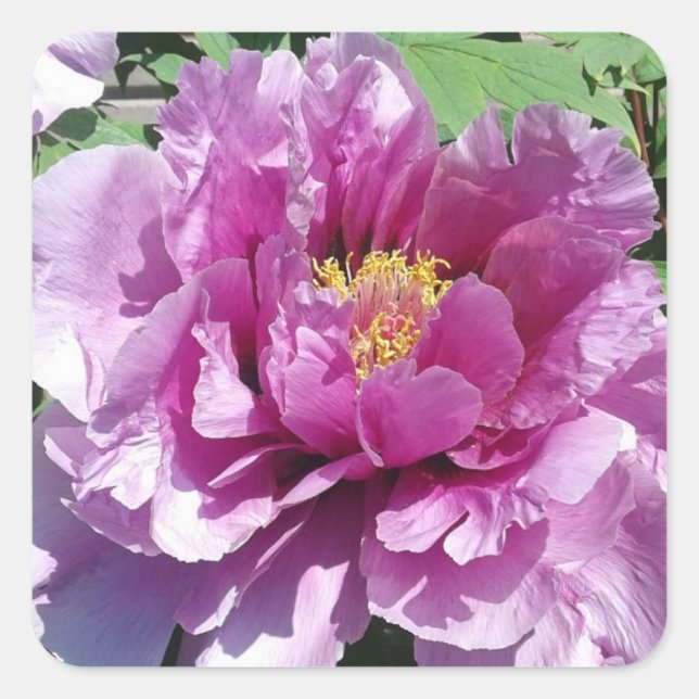Adesivo Quadrado Pink Peony Flower Photo Square Stickers (Frente)
