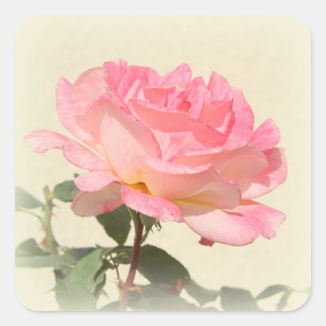 Adesivo Quadrado Pink Rose Sticker (Frente)