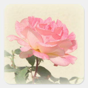 Adesivo Quadrado Pink Rose Sticker
