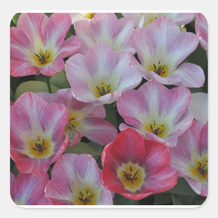 Adesivo Quadrado Pink spring tulips 
