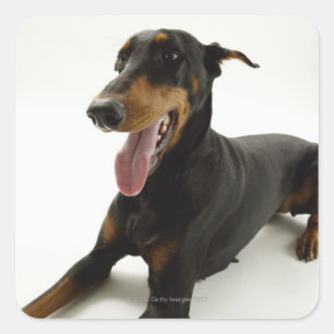Adesivo Quadrado Pinscher 2 do Doberman