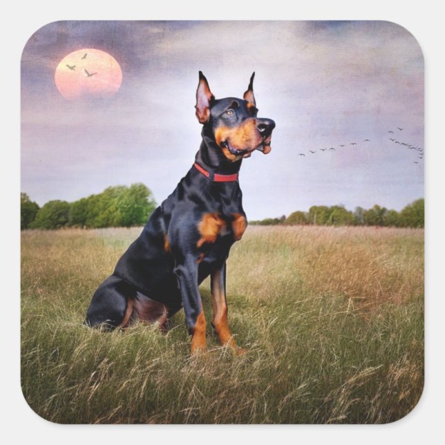 Adesivo Quadrado Pinscher Dobermann (Frente)