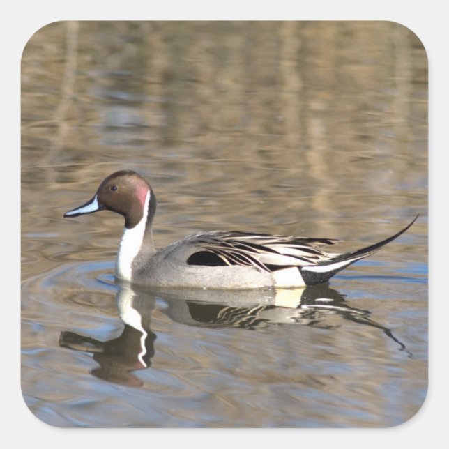 Adesivo Quadrado Pintail Duck Natações Em Um Pond (Frente)