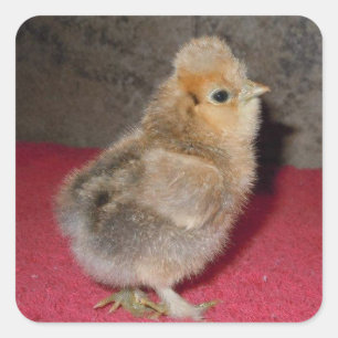 Adesivo Quadrado Pintinho de Baby Silkie