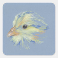 Pintinho Plymouth Barred Rock
