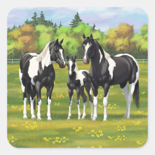 Adesivo Quadrado Pinto Negro Pinto Quarto Cavalos Em Pastagem De Ve