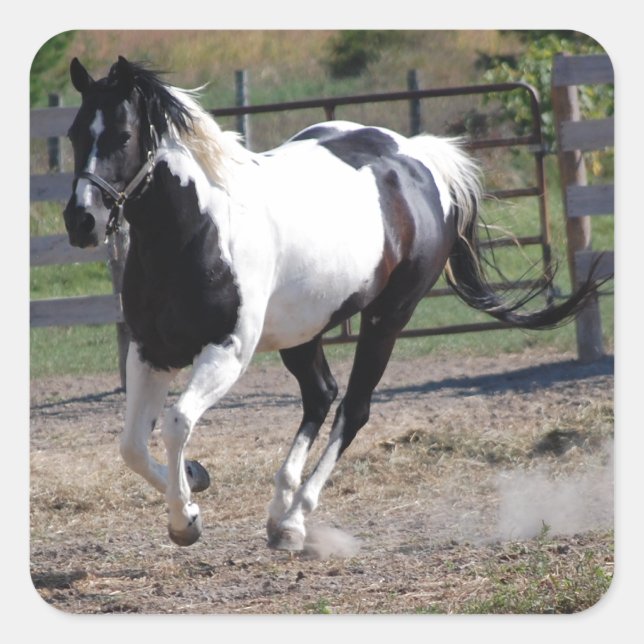 Adesivo Quadrado Pinto Paint Horse (Frente)