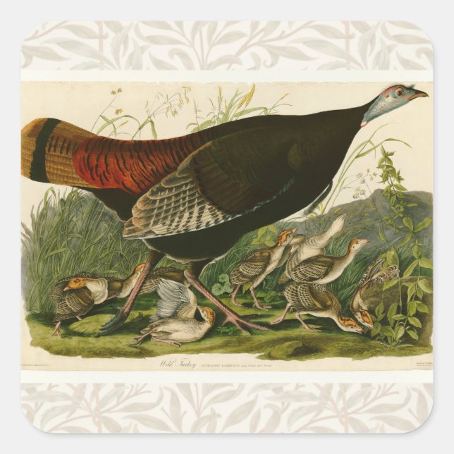 Adesivo Quadrado Pintura de pássaros Selvagens de Audubon na Turqui (Frente)