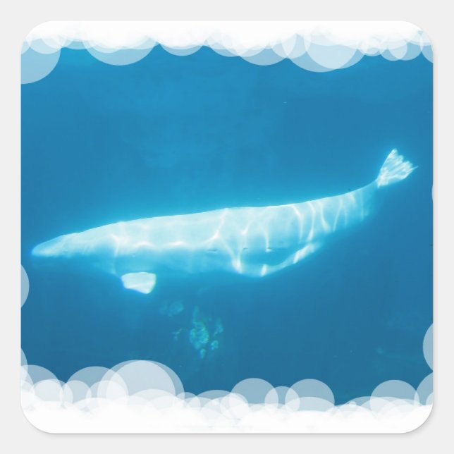 Adesivo Quadrado Piscando Beluga Whales Sticker (Frente)