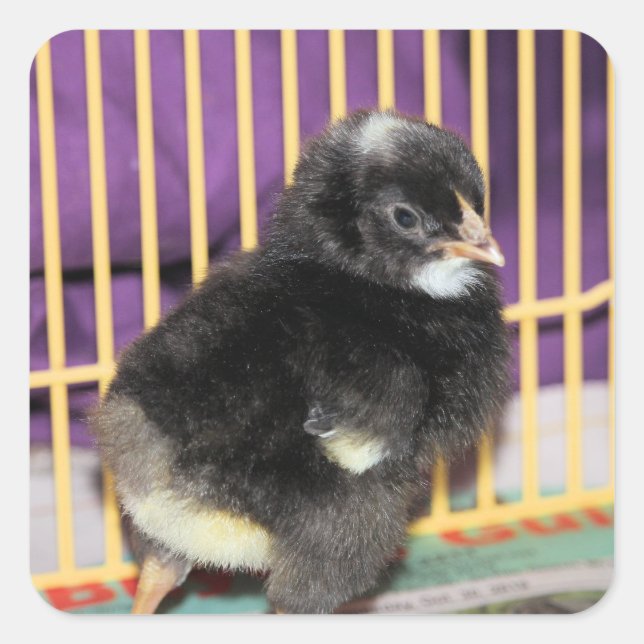 Adesivo Quadrado Pista (Frente)