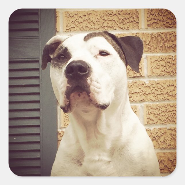 Adesivo Quadrado Pit Bull T-Bone (Frente)
