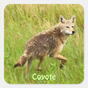 Adesivo Quadrado Plains Coyote Wildlife Animal Art