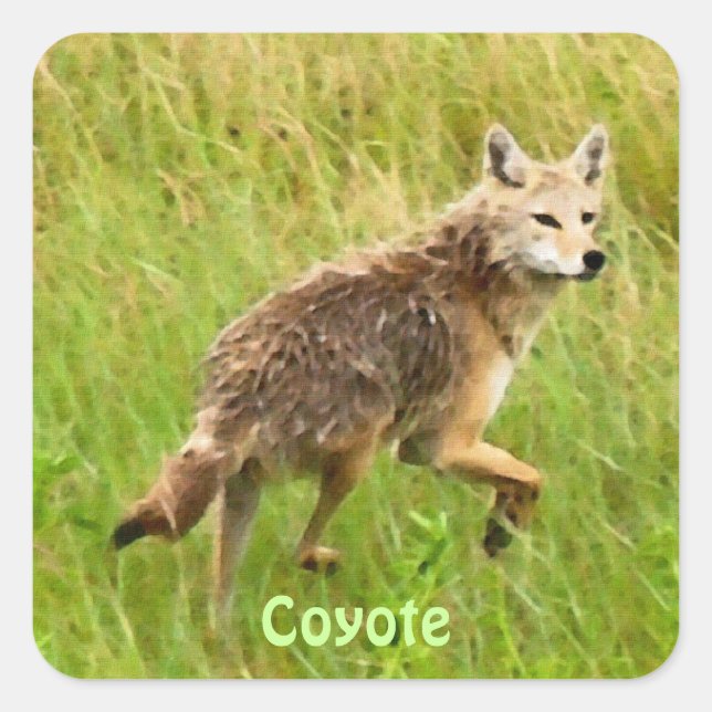 Adesivo Quadrado Plains Coyote Wildlife Animal Art (Frente)