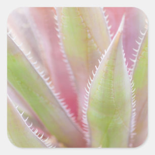 Adesivo Quadrado planta de yuca close-up