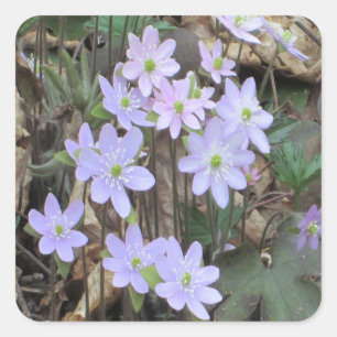Adesivo Quadrado Planta do Wildflower de Hepatica