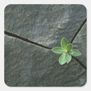 Adesivo Quadrado Planta que cresce em Boulder rachado