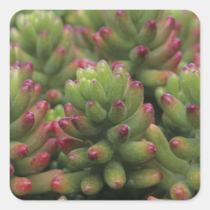 Adesivo Quadrado planta Sedum, Museu do Deserto de Arizona-Sonora,