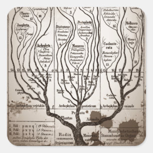 Adesivo Quadrado Plantae Protista Animalia