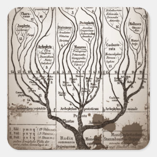 Adesivo Quadrado Plantae Protista Animalia