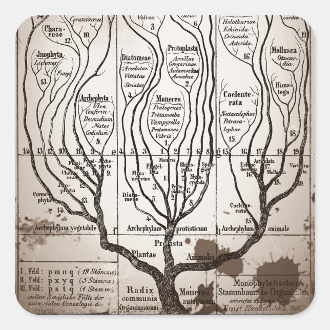 Adesivo Quadrado Plantae Protista Animalia (Frente)