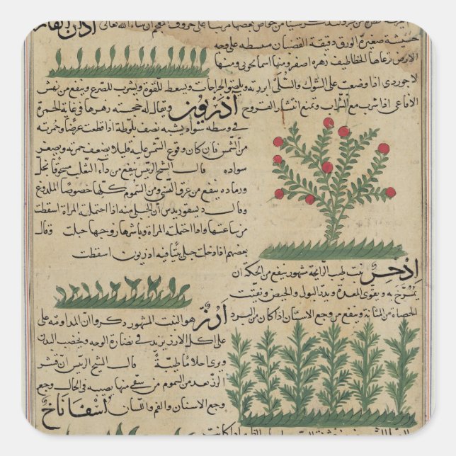 Adesivo Quadrado Plantas botânicas, ilustração de "O (Frente)