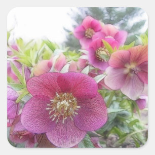 Adesivo Quadrado Plantas constantes - Hellebore roxo