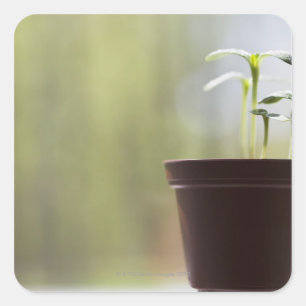 Adesivo Quadrado Plantas de girassol que brotam em pote
