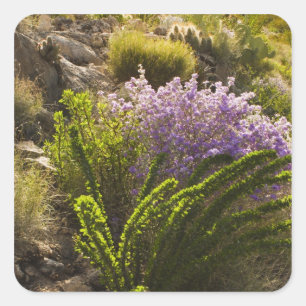 Adesivo Quadrado plantas do deserto de Chihuahuan em flor