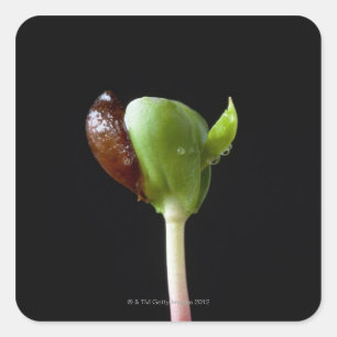 Adesivo Quadrado Plântulas de Apple com escudo da semente