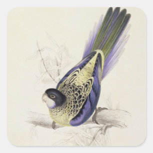 Adesivo Quadrado Platycercus Brownii, ou Parrakeet de Brown (placa