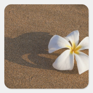 Adesivo Quadrado Plumeria em praia arenosa, Maui, Havaí, EUA