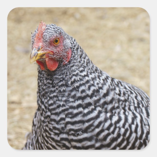 Adesivo Quadrado Plymouth Barred Rock Hen Fotografia (Frente)