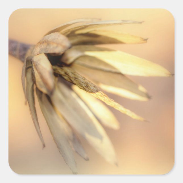 Adesivo Quadrado Pod de Semente Vazia do Poplar (Frente)