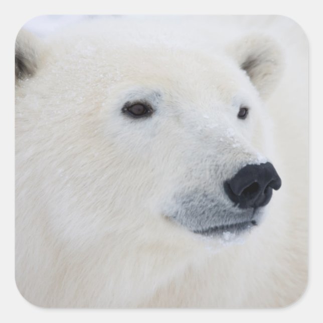 Adesivo Quadrado Polar Bear Churchill (Frente)